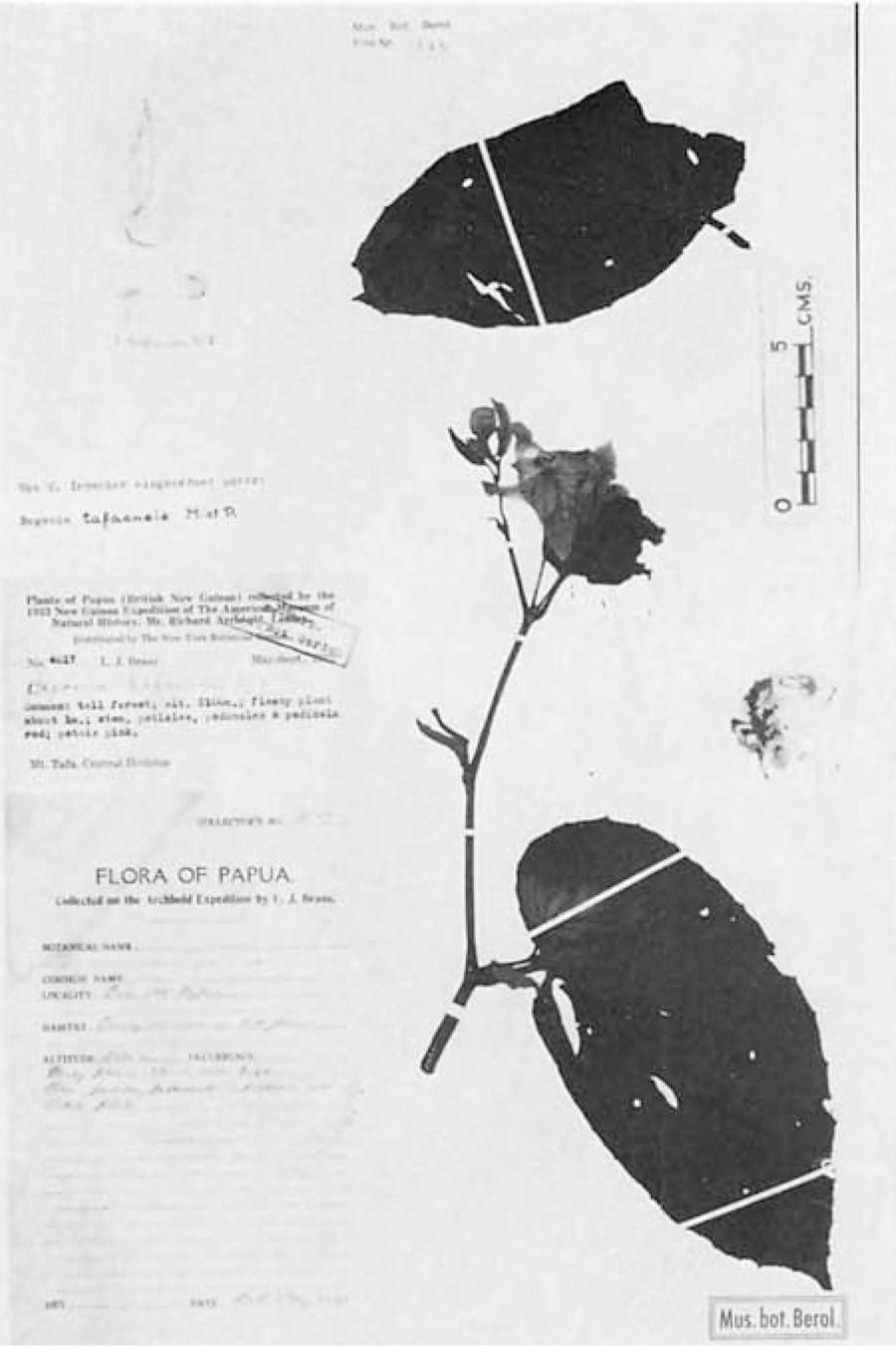 B. tafaensis